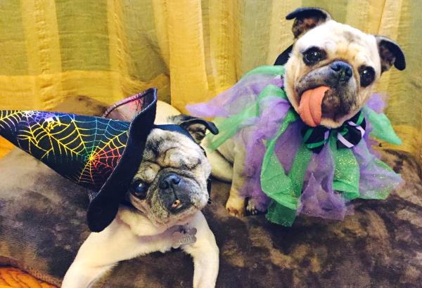 /Images/uploads/PUG NATION RESCUE OF LOS ANGELES/pugnationcalendar/entries/2356thumb.jpg